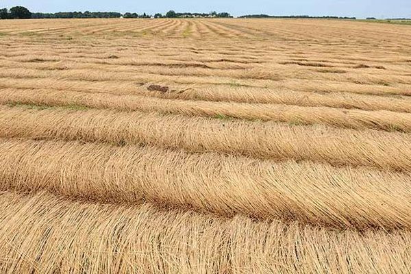 Un champ de lin près d'Evreux