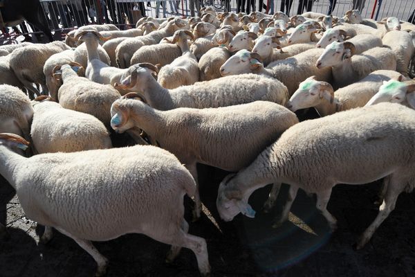 La ville d'Hazebrouck fera défiler 23 moutons, comme autant de discriminations à condamner - Photo d'illustration