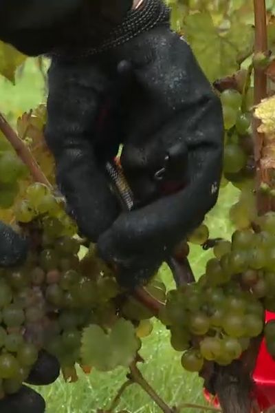 Premières vendanges dans le Vexin.