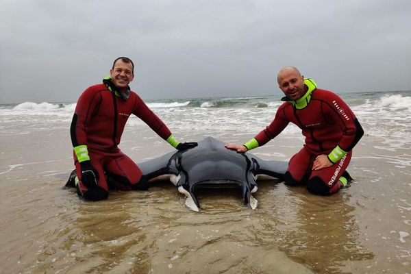 Les plongeurs du SDIS de l'Hérault ont sauvé une raie mobula d'environ 150 kilos... Ce genre de rencontre est rare dans l'Hérault !