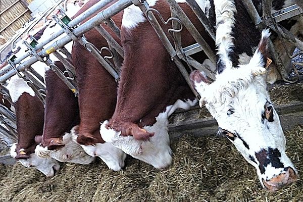 Les vaches laitières de Aldric.