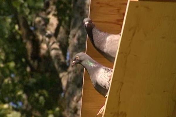 La ville souhaite réguler la démographie des pigeons