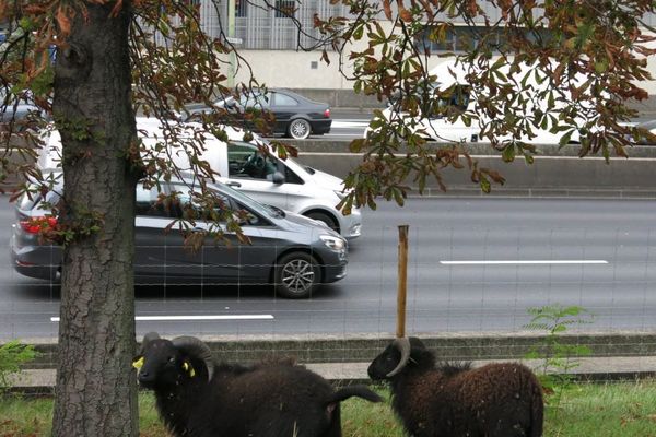 Une société met à disposition des moutons à la Ville de Paris pour entretenir l’herbe du périphérique.