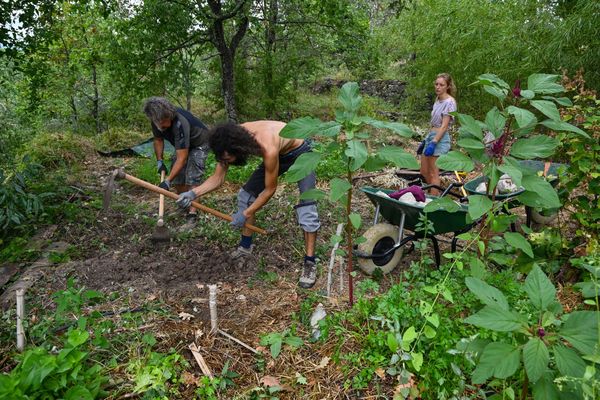 Des apprentis travaillent la terre dans le potager "Le Mas de Beaulieu" le 20 août 2020 à Lablachère, en Ardèche.