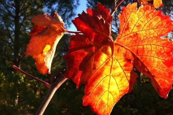 Vigne au couchant parc de Restinclières (Prades le Lez) dans la lumière d'automne 