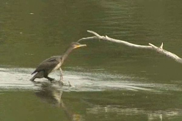 L'écopole de Perignat sera un paradis pour les oiseaux.