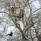 Les arbres de la forêt de la Crémade (Tarn) ne peuvent plus être coupés avant septembre 2024.