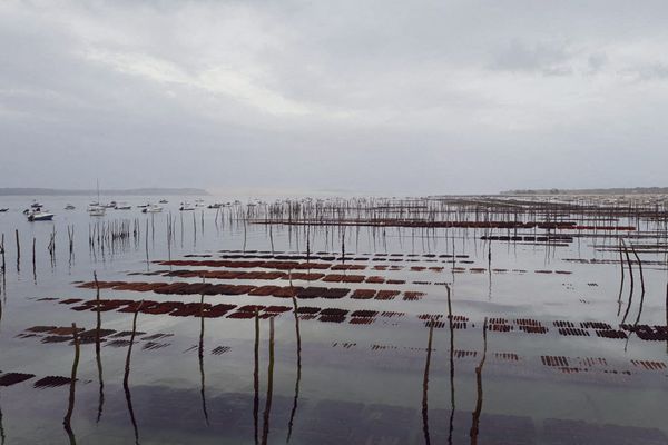 Les parcs à huîtres du bassin d'Arcachon sont victimes de l'ostreid herpès depuis 2008.