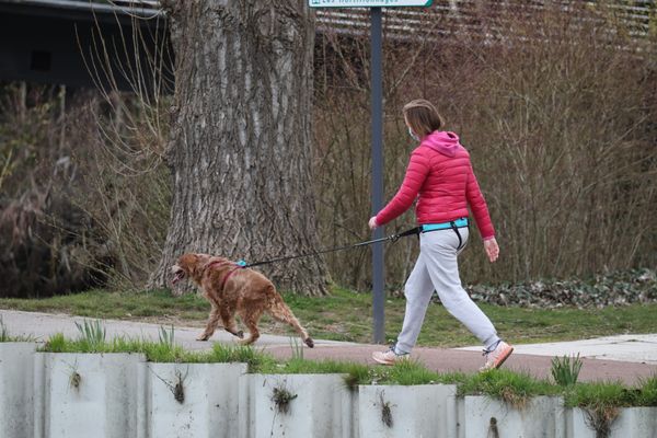 Une adolescente de 15 ans promenait son chien lorsque un véhicule l'a violemment percuté. (illustration)