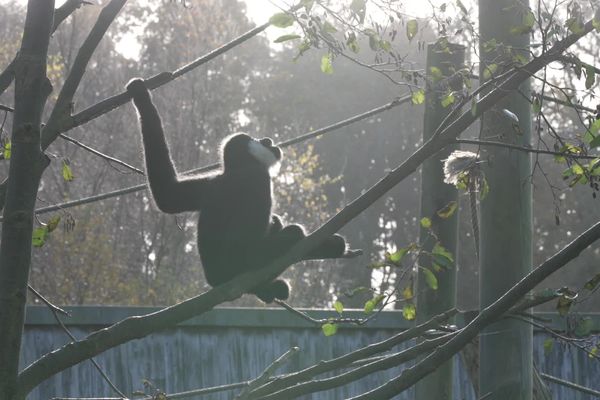 A l'entrée du parc zoologique de Trégomeur, les gibbons et leurs brachiations assurent le spectacle.