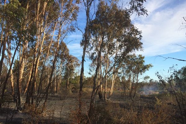 Un incendie a ravagé 9 hectares de maquis et de forêt d'eucalyptus, à Aléria, samedi après-midi.