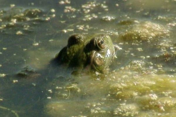 Les grenouilles sont les plus bruyantes des habitants de la mare.