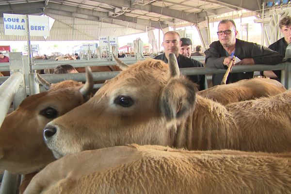 Le marché aux bestiaux de Laissac dans l'Aveyron connait une affluence particulière en ce mois d'août 2022. Les ventes explosent en lien avec la sécheresse.