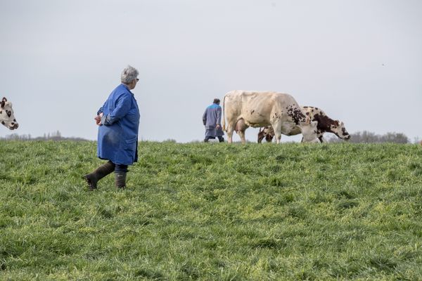 Dans un élevage de vaches laitières en Normandie. (Image d'illustration)