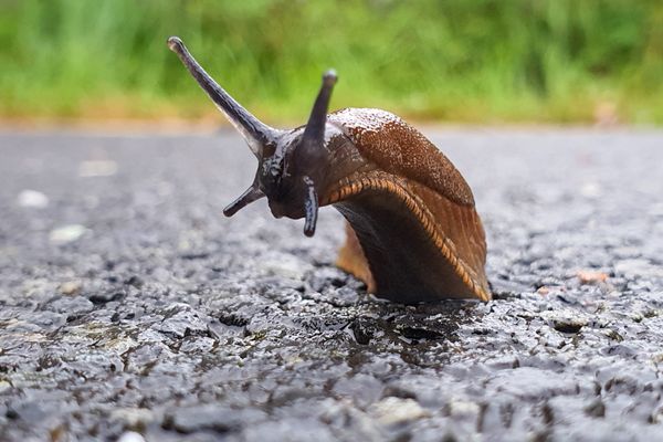 Qui a peur de la limace ?