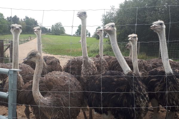 L'élevage d'Yvette Deléage compte aujourd'hui une quarantaine de volatiles, qui vivent à proximité des vaches laitières de son mari.