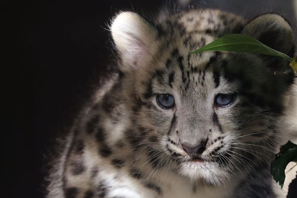 L'un des deux mâles nés début août à la Ménagerie du Jardin des plantes. 