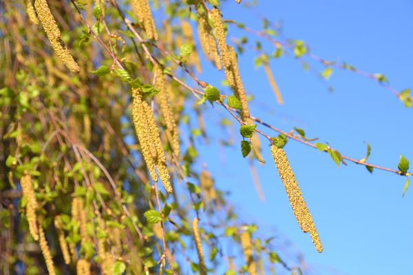 Les pollens de bouleau ont un potentiel allergisant fort