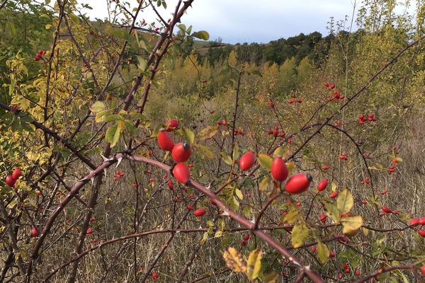 Très commun dans nos campagnes, le gratte-cul, ou cynorhodon de l’églantier n’est pas à proprement parler un fruit, mais un reste de la fleur de rose sauvage. On le ramasse dès qu’il est rouge, mais la plupart des préparations culinaires nécessitent d’attendre les premières gelées, qui le ramollissent.