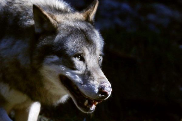 Un loup photographié dans le parc naturel du Mercantour en 2012