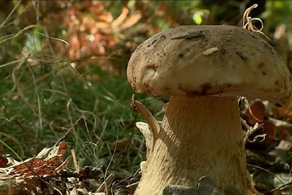 Le roi des sous bois est très recherché