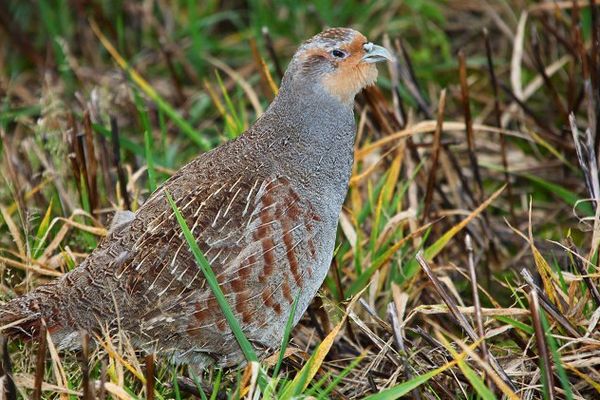 Chasse A La Perdrix Grise Le Comptage Apres Reimplantation De L Espece