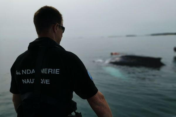 Un gendarme de la brigade nautique de Quiberon, lors de l'intervention pour libérer la baleine à bosse ce mardi 27 juin.