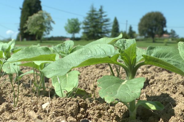 Vincent Rigot a planté trois fois plus de tournesol que l'année dernière.