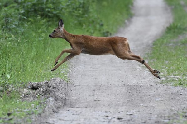 Si vous percutez un chevreuil sur une route, ne le touchez ou déplacez surtout pas.