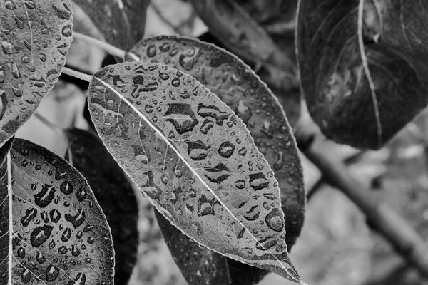 Temps gris et humide dans le Grand Est