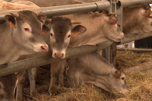 La campagne de tuberculose bovine redémarre le 1ᵉʳ octobre prochain.