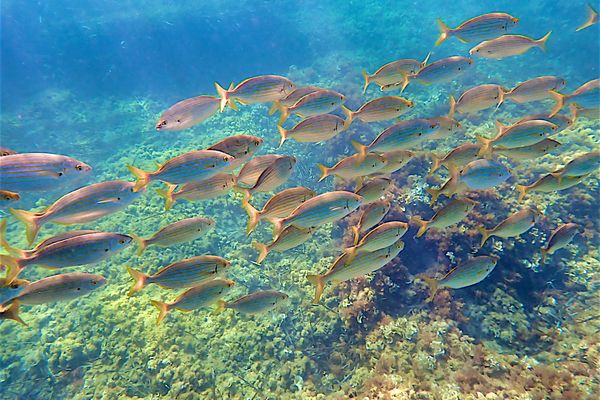 Les enjeux de conservation de nombreuses espèces de Méditerranée sont détaillés dans l'application AMP, aire marine protégée.