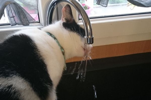 Certains chats réclament à boire mais ce sont plutôt les propriétaires qui doivent rester attentifs pour empêcher la déshydratation des animaux domestiques.