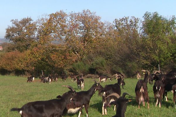 La préservation des haies permet notamment la sauvegarde de la biodiversité.