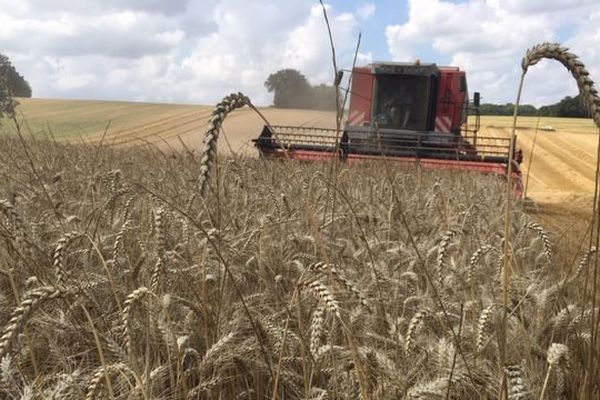 La moisson 2019 touche à sa fin et elle s'annonce prometteuse.