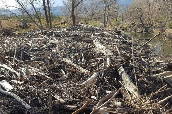 Inondations : le fleuve Golo obstrué par des tonnes de bois morts