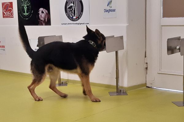 La salle où l'odorat des chiens renifleur est formé à détecter la Covid