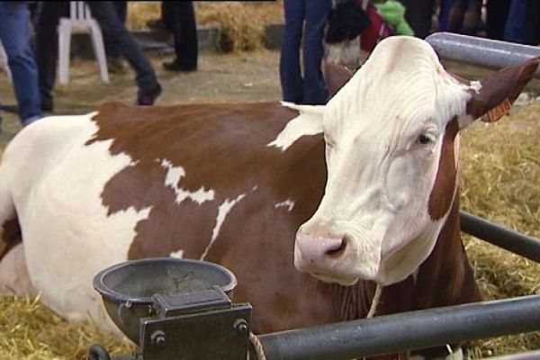 Une aide pour les producteurs de lait ?