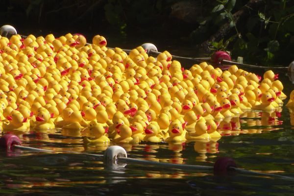 10 000 canards en plastique ont été jetés dans l'Indre ce dimanche 15 septembre.