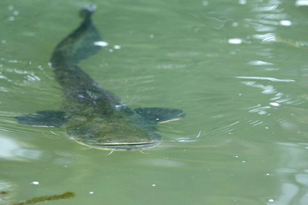 Silure dans l'eau