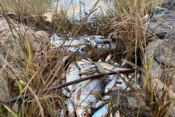 Les vannes du barrage de Collanges ont été ouvertes mercredi, malgrè les mises en garde de la fédération de pêche de l'Ardèche.