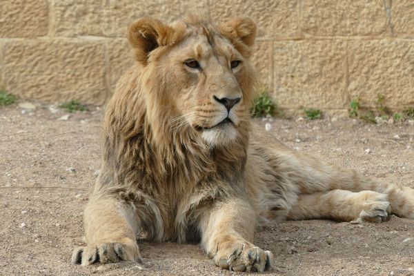 Saiko : le paisible lion de la Citadelle prend ses quartiers en Espagne