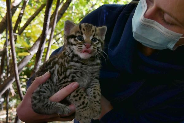 Le bébé Ocelot est né le 5 octobre 2021.