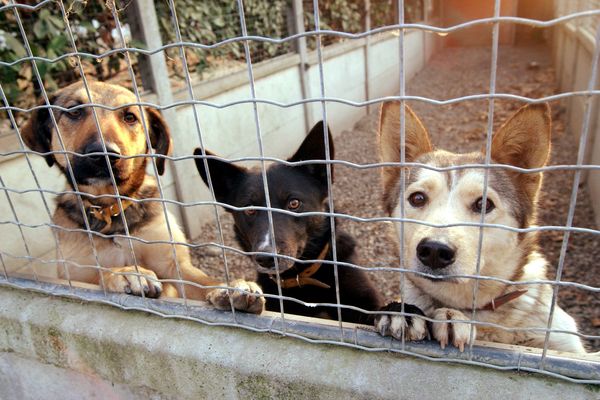 Plusieurs signalements ont été faits pour des cas d'animaux frappés, privés de soins et parfois euthanasiés illégalement dans un centre d'accueil pour animaux à Toulouse (Haute-Garonne).