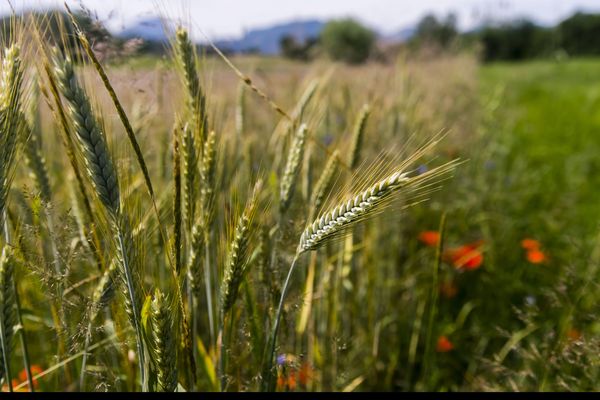 Faut-il interdire partout le glyphosate ? 