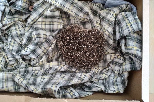 Le sauveur du hérisson l'a placé à l'abri dans une boîte avant son transfert vers un refuge.