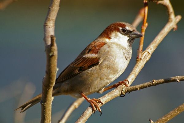 Un moineau en hiver