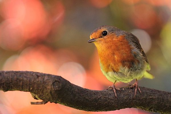 Moineau