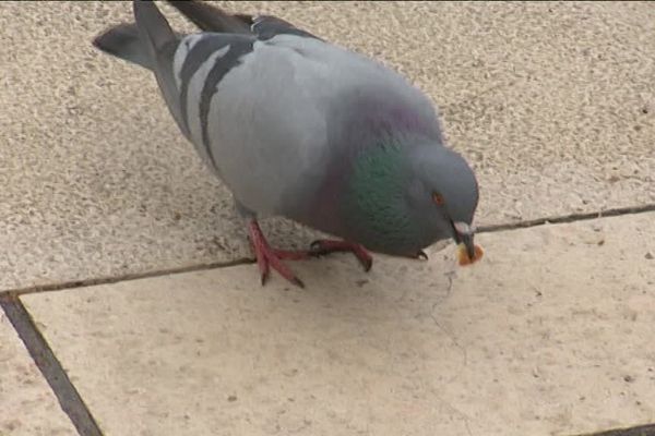 Interdiction de nourrir les pigeons !