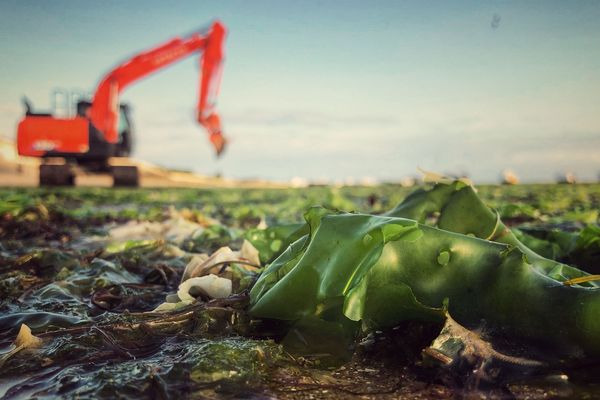 Des algues vertes en cours de ramassage sur la plage de La Flotte-en-Ré. 